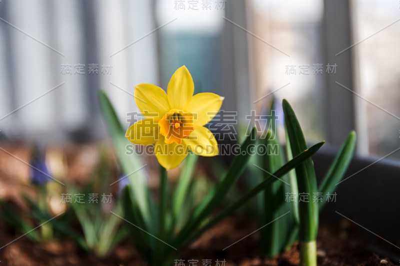 一幅美丽的黄色水仙花的肖像在花盆里，园艺在一个阳台上