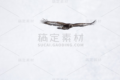 一只金雕在瑞士阿尔卑斯山的雪地上飞翔。