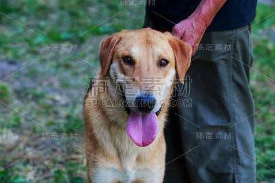 犬种俄罗斯猎犬