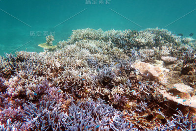 石垣岛的珊瑚礁