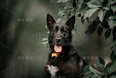 黑色混种狗在夏天户外肖像