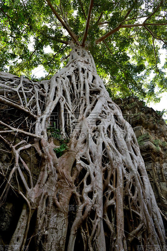 美丽的塔普隆寺，吴哥