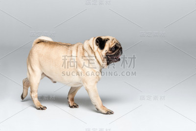 工作室拍摄的可爱的哈巴狗，孤立的灰色