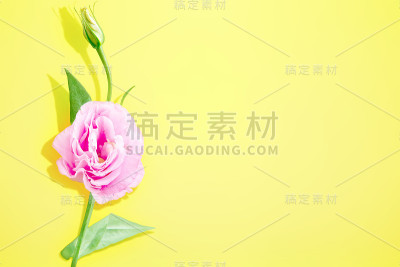 粉色Eustoma花