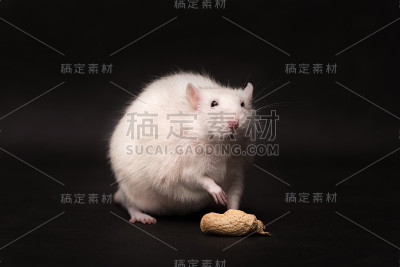 在黑暗背景下隔离的小白鼠