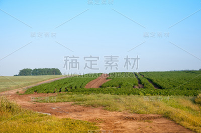 穿过田野的乡间小路