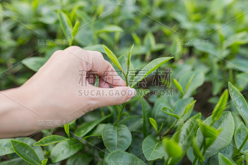 用手指在茶园采摘茶叶。