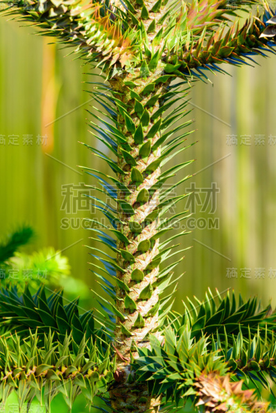 Araucaria araucana