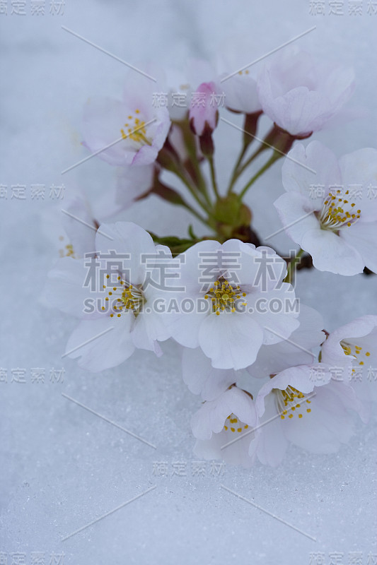 樱花