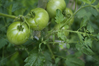 绿色的西红柿