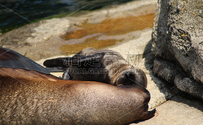 加州海狮(Zalophus californianus)