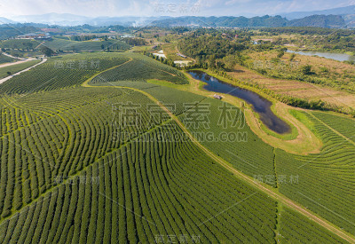 绿茶农田鸟瞰图