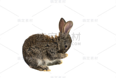 小兔子