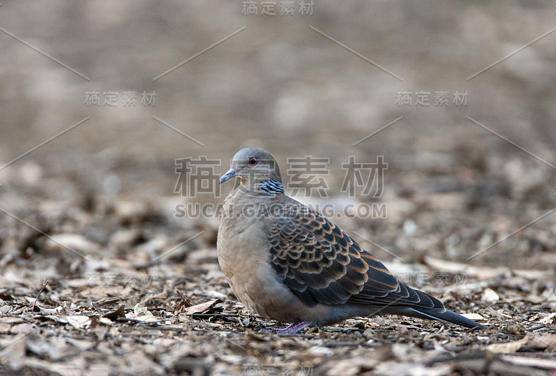 东方斑鸠 (Streptopelia orientalis orientalis)