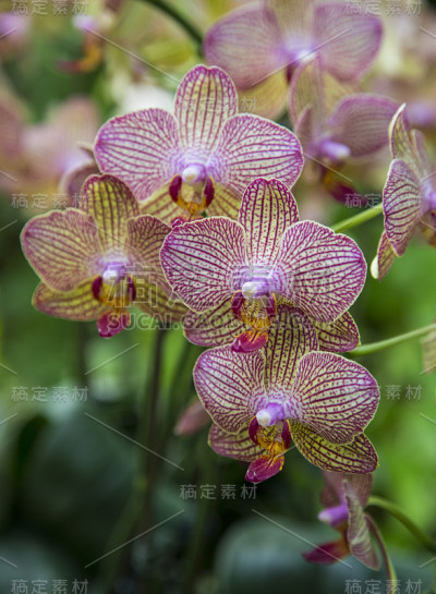 兰花枝