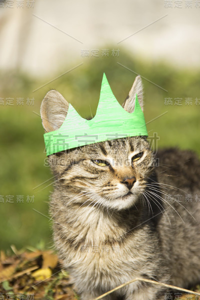 猫与冠