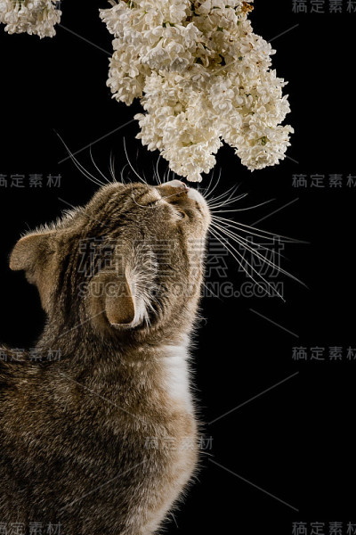 带着丁香枝的猫。春天来了