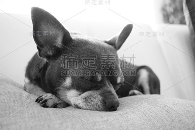 懒惰的狗