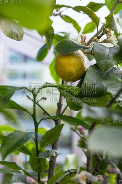 柠檬树盛开的