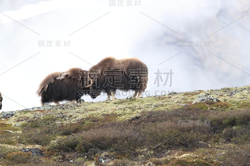 莫舒索赫森·多夫雷费尔国家公园诺威根