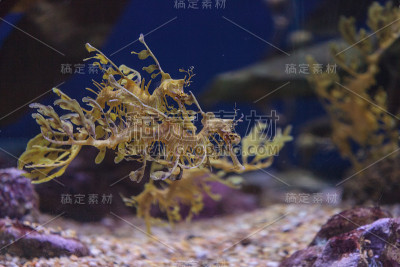 绿叶海龙， 菲科杜鲁斯 eques