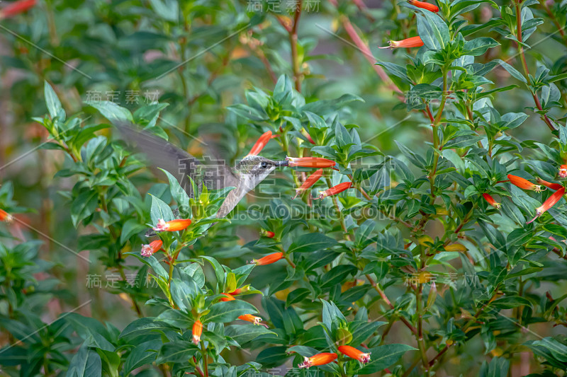 蜂鸟在吃橙花