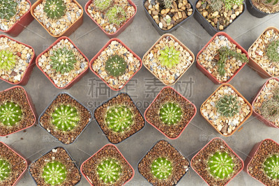 仙人掌属植物群生长在沙漠中