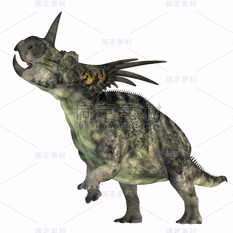 Styracosaurus Dinosaur over White