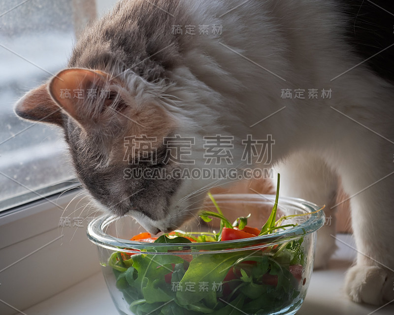 一只毛茸茸的小猫咪用一个玻璃沙拉碗品尝着番茄和芝麻菜沙拉