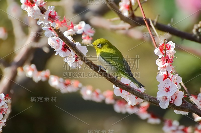 梅花白眼。日本春天的景象