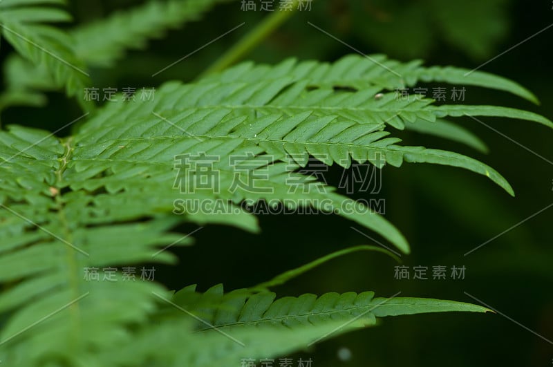 蕨类植物的特写镜头