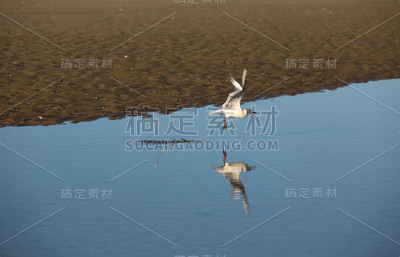 风景的诺曼底