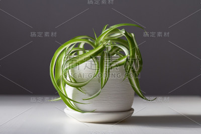 白色花盆中的小吊兰