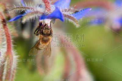 蜜蜂(花蚜)悬挂在蓝色的气球花上。宏。德国,斯瓦比亚铝青铜。