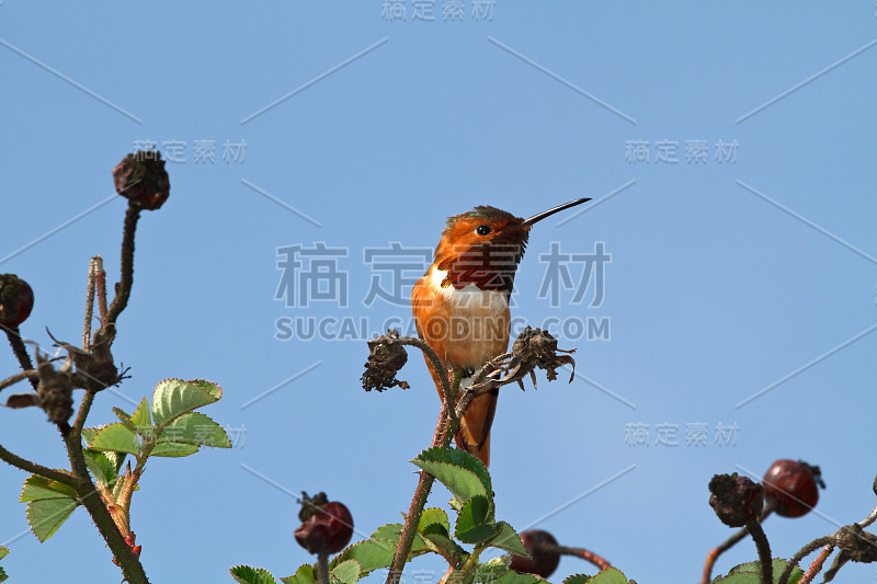 艾伦的蜂鸟在值班