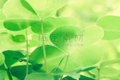森林中的绿色之美