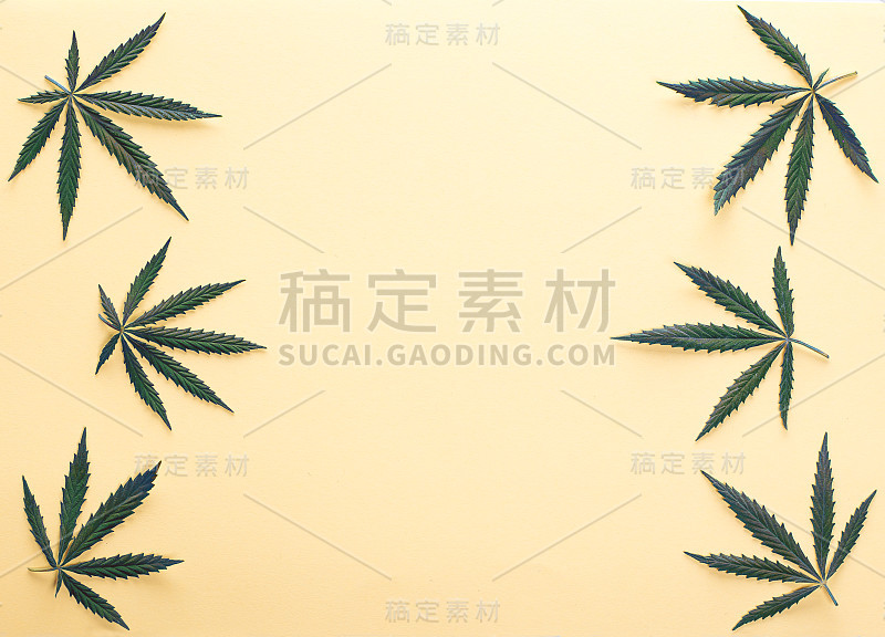 大的新鲜的绿色有机大麻大麻叶子孤立在黄色背景与复制空间为您的文本