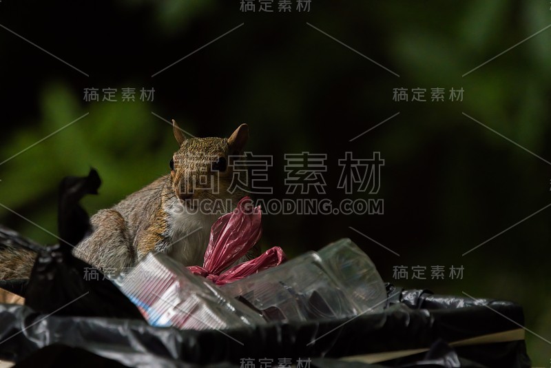 可爱的松鼠在垃圾箱里寻找食物在英国的一个小森林