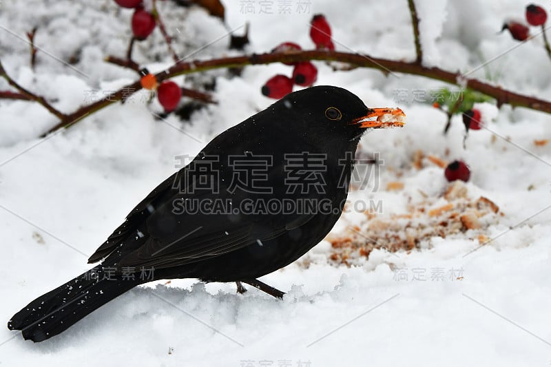 黑鸟在雪地上