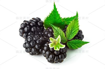孤立在白色背景上的绿叶的黑莓