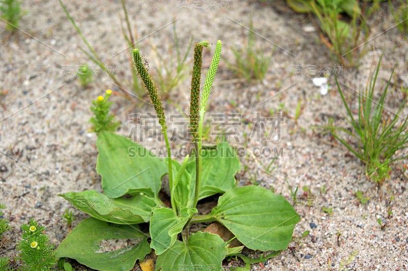 Plantago生长状况