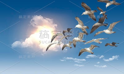 海鸥飞