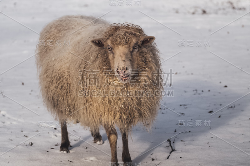 羊群在雪地里