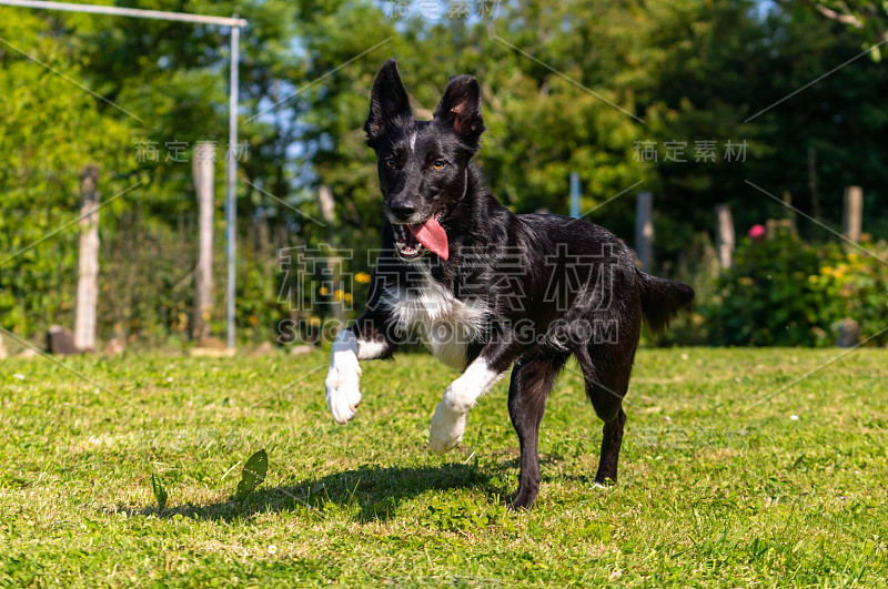 边境牧羊犬在绿树成荫的公园里玩飞盘