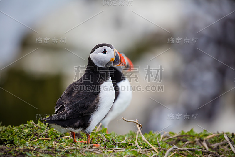 镜海雀