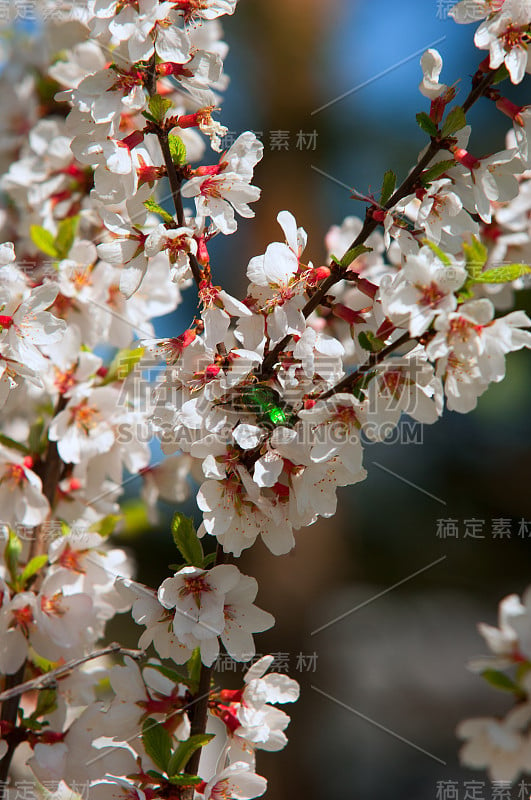 Prunus tomentosa