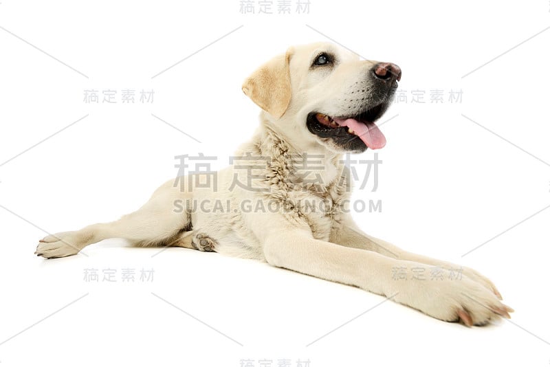 这是一只美丽的盲金毛寻回犬