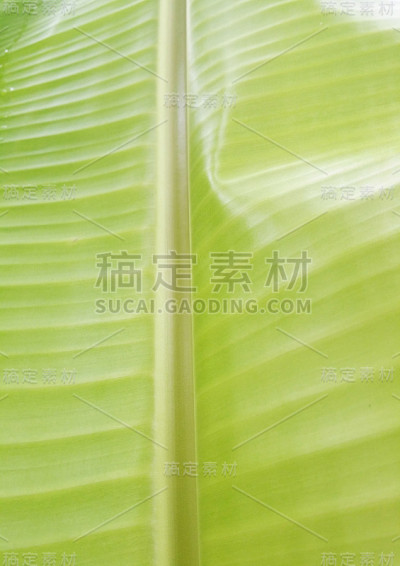 香蕉叶子细节