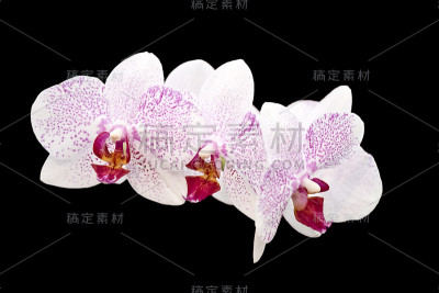 粉色蛾兰花