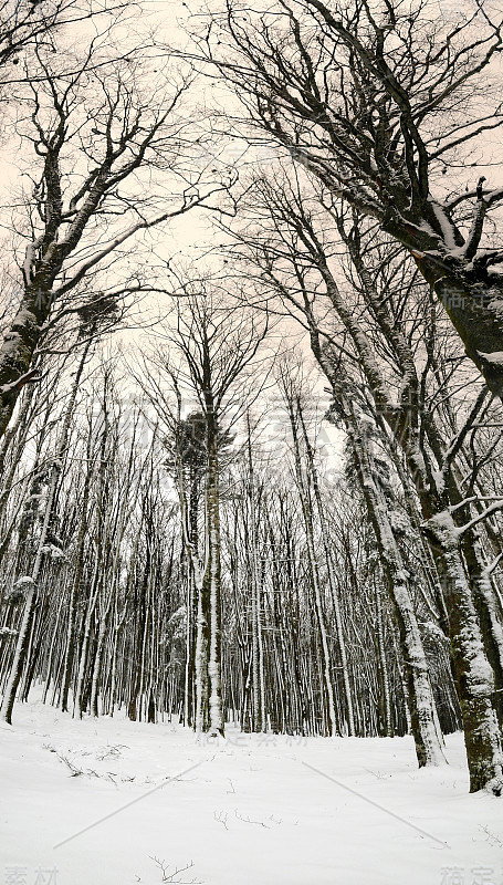 冬天的场景后一场雪在山毛榉森林在托斯卡纳山。意大利。